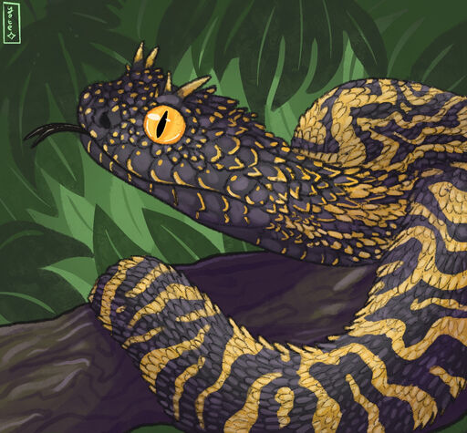 A drawing of a bush viper with black and golden scales, golden eyes and horns.